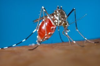 Le virus du chikungunya est transmis par la femelle du moustique tigre (Aedes albopictus), mais aussi par sa cousine du genre aegypti. (archive)